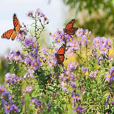 Butterflies and Flowers
