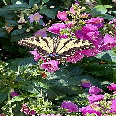 Big Butterfly