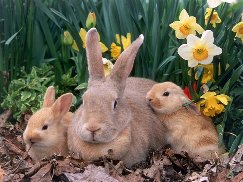 Palomino Rabbits